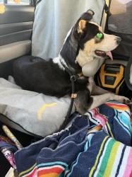 Found/Stray Unknown Dog last seen Lowe’s and 7/11, Winter Haven, FL 33880