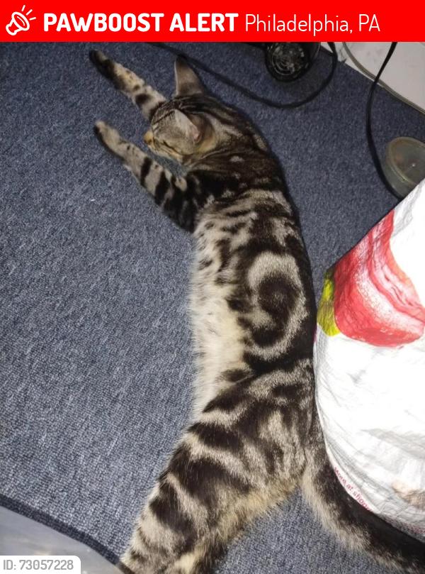 Lost Male Cat last seen The corner of D and Indiana , Philadelphia, PA 19133