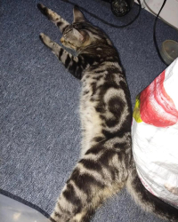 Lost Male Cat last seen The corner of D and Indiana , Philadelphia, PA 19133