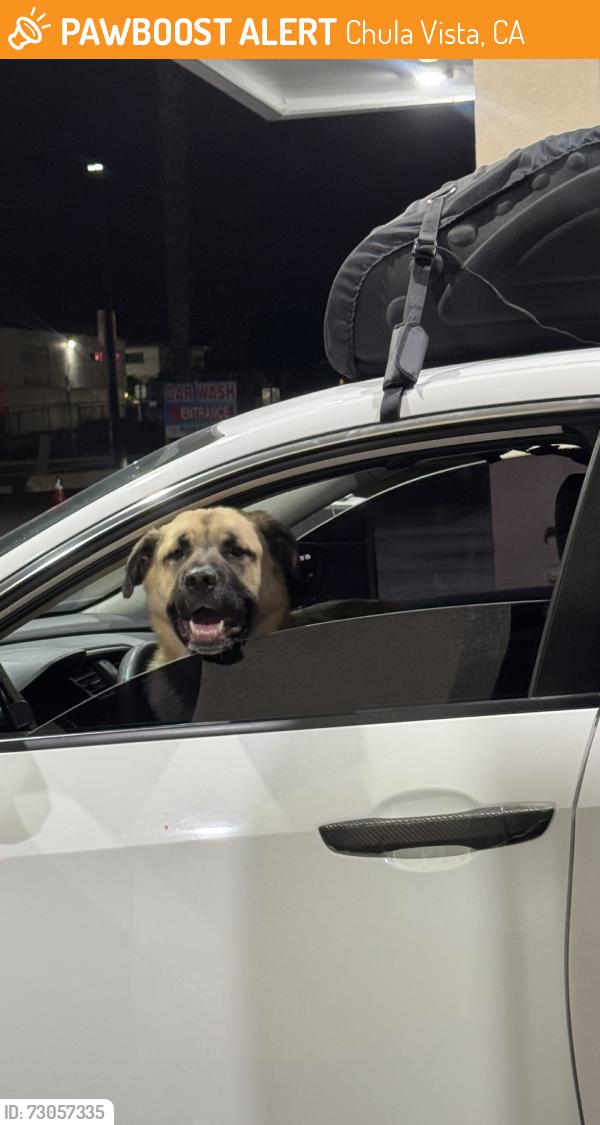 Found/Stray Male Dog last seen In front of gaylord, in the parking lot!, Chula Vista, CA 91910