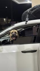 Found/Stray Male Dog last seen In front of gaylord, in the parking lot!, Chula Vista, CA 91910