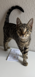 Lost Male Cat last seen Ashwood West, Lakeland, FL 33811