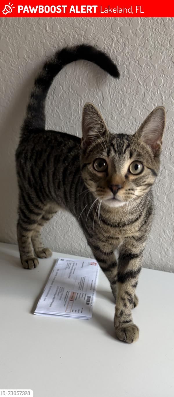 Lost Male Cat last seen Ashwood West, Lakeland, FL 33811
