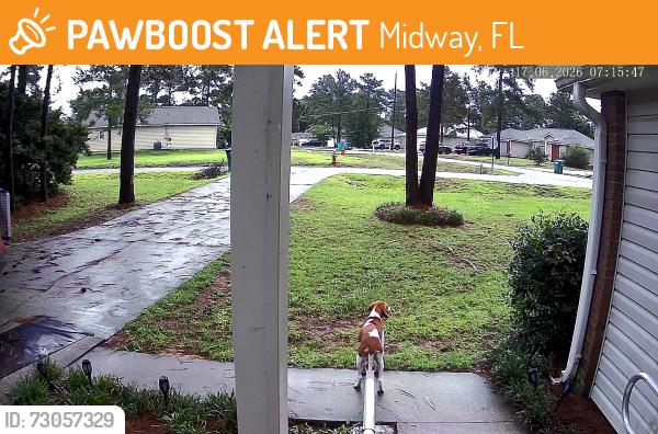 Found/Stray Unknown Dog last seen Rustling Pine Ave, Midway, FL 32343
