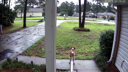 Found/Stray Unknown Dog last seen Rustling Pine Ave, Midway, FL 32343
