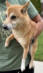 Reunited Male Dog last seen N Narragansett Ave & W Grace St, Chicago, IL 60641