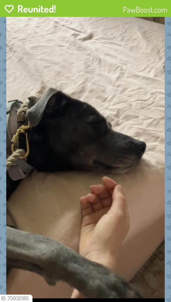 Reunited Female Dog last seen Near Morrow Ave Schenectady, NY  12309 United States, Niskayuna, NY 12309