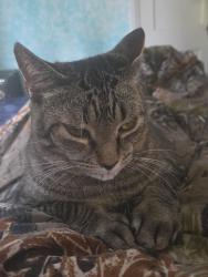 Lost Male Cat last seen My house but know he got out, East Syracuse, NY 13057