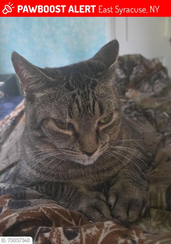 Lost Male Cat last seen My house but know he got out, East Syracuse, NY 13057
