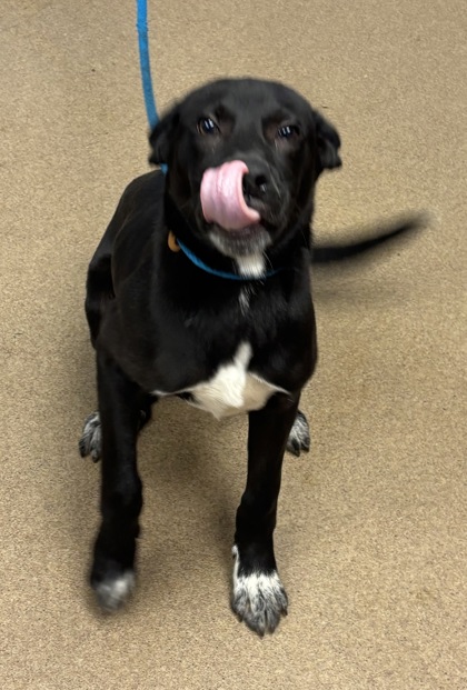 Shelter Stray Male Dog last seen Near Brandywine Rd #400, Atlanta, GA 30341, 30341, GA, 3280 Chamblee Dunwoody Rd, Chamblee, GA 30341, USA