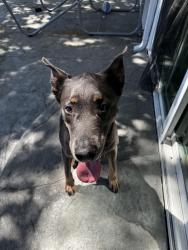 Reunited Male Dog last seen Minert road and Brittany lane , Concord, CA 94518