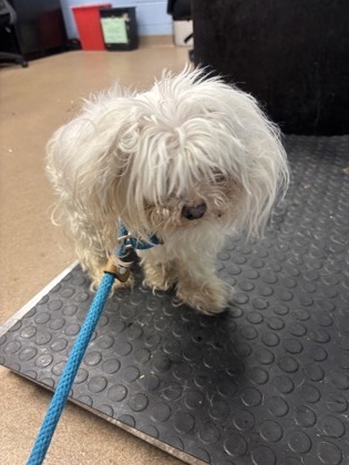 Shelter Stray Male Dog last seen Near Shallowford Rd, DORAVILLE, GA, 30340, 30340, GA, 3280 Chamblee Dunwoody Rd, Chamblee, GA 30341, USA