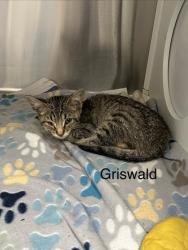 Shelter Stray Male Cat last seen Near old Milton pkwy, Milton, GA, 1251 Fulton Industrial Blvd NW, Atlanta, GA 30336, USA