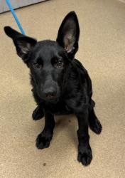 Shelter Stray Female Dog last seen Near Wesley Chapel Rd, Decatur, GA 30035, 30035, GA, 3280 Chamblee Dunwoody Rd, Chamblee, GA 30341, USA
