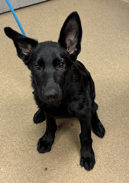 Shelter Stray Female Dog last seen Near Wesley Chapel Rd, Decatur, GA 30035, 30035, GA, 3280 Chamblee Dunwoody Rd, Chamblee, GA 30341, USA