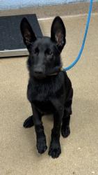 Shelter Stray Female Dog last seen Near Wesley Chapel Rd, Decatur, GA 30035, 30035, GA, 3280 Chamblee Dunwoody Rd, Chamblee, GA 30341, USA