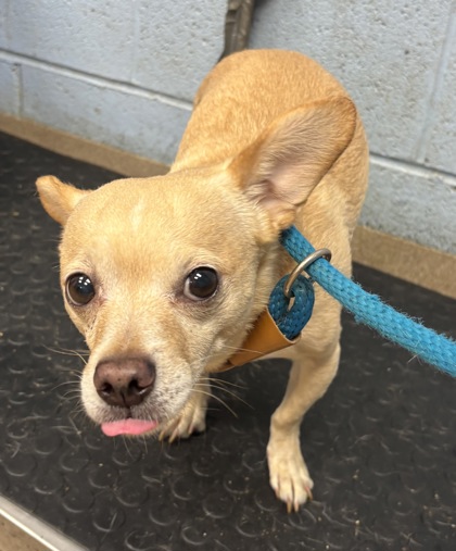 Shelter Stray Male Dog last seen Near Candler Road K12 Decatur, 30032, 30032, GA, 3280 Chamblee Dunwoody Rd, Chamblee, GA 30341, USA