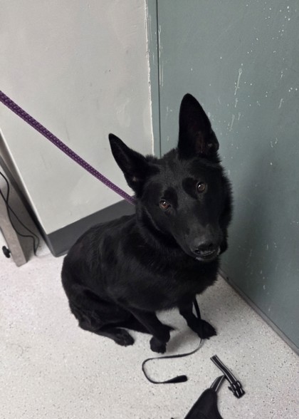 Shelter Stray Female Dog last seen Lake Merrit tied to a small tree, Oakland, CA, 1101 29th Ave, Oakland, CA 94601, USA