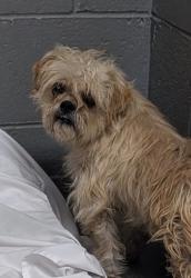 Shelter Stray Male Dog last seen Near Santa Cruz (ACO-GG), El Cerro Mission, , 1209 NM-314, Los Lunas, NM 87031, USA