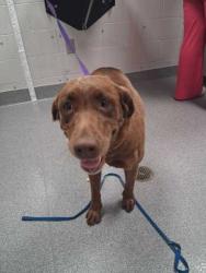 Shelter Stray Female Dog last seen Near River Bluff Way, Sevier County ACO, TN, 1008 Old Knoxville Hwy, Sevierville, TN 37862, USA