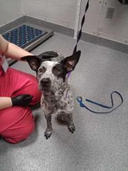 Shelter Stray Female Dog last seen Near Rose Way, Sevier County ACO, TN, 1008 Old Knoxville Hwy, Sevierville, TN 37862, USA