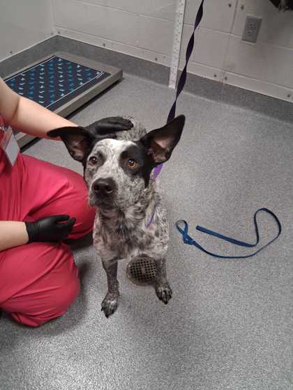Shelter Stray Female Dog last seen Near Rose Way, Sevier County ACO, TN, 1008 Old Knoxville Hwy, Sevierville, TN 37862, USA