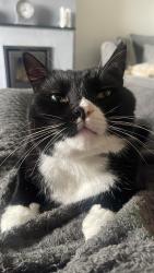 Lost Male Cat last seen Cliffe Woods, Cliffe Woods, England ME3 8HJ