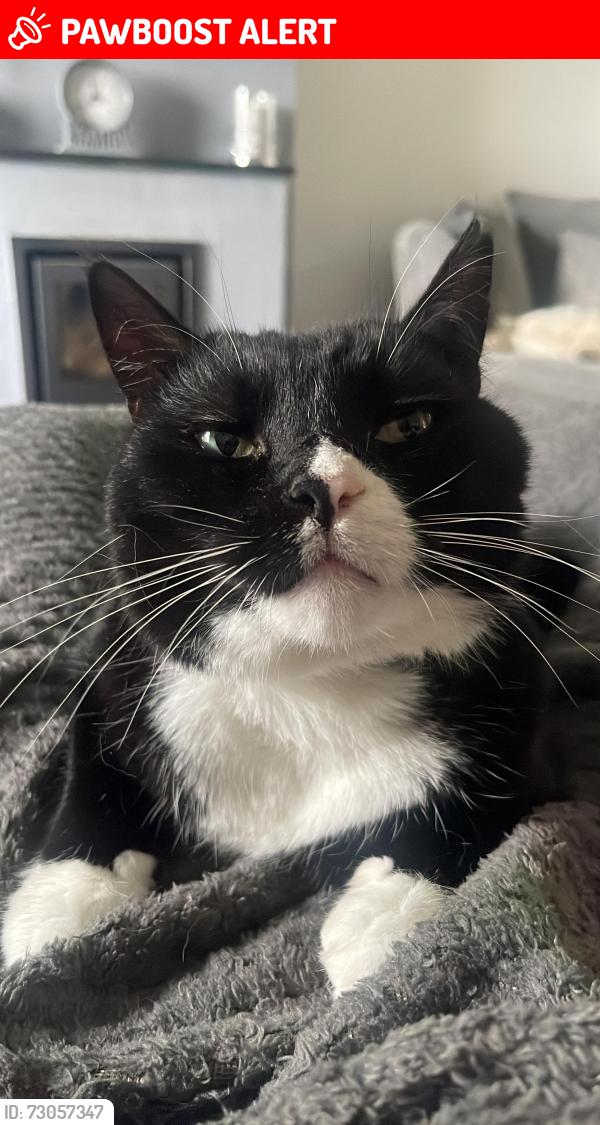 Lost Male Cat last seen Cliffe Woods, Cliffe Woods, England ME3 8HJ