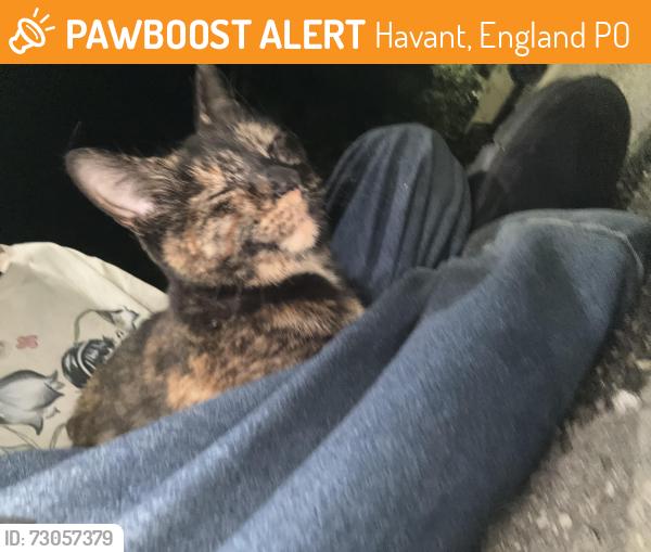 Found/Stray Unknown Cat last seen Havant train station, Havant, England PO9