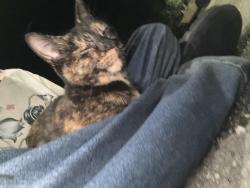 Found/Stray Unknown Cat last seen Havant train station, Havant, England PO9