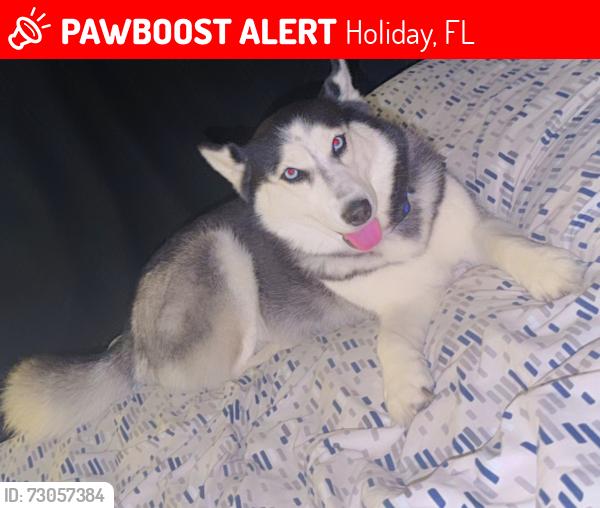Lost Female Dog last seen Near and Darlington, Holiday, FL 34691