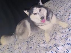 Lost Female Dog last seen Near and Darlington, Holiday, FL 34691