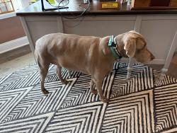 Reunited Female Dog last seen World Equestrian Center, Ocala, FL 34482