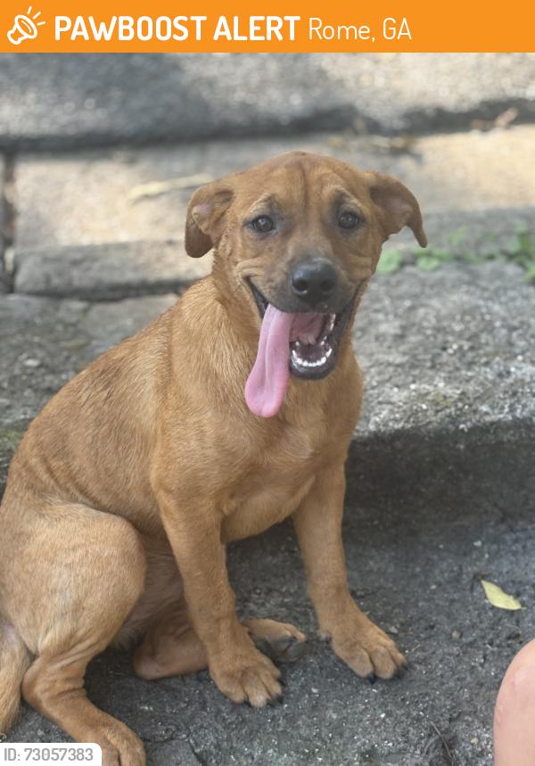 Found/Stray Female Dog last seen Near citgo gas station, Rome, GA 30161