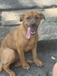 Found/Stray Female Dog last seen Near citgo gas station, Rome, GA 30161