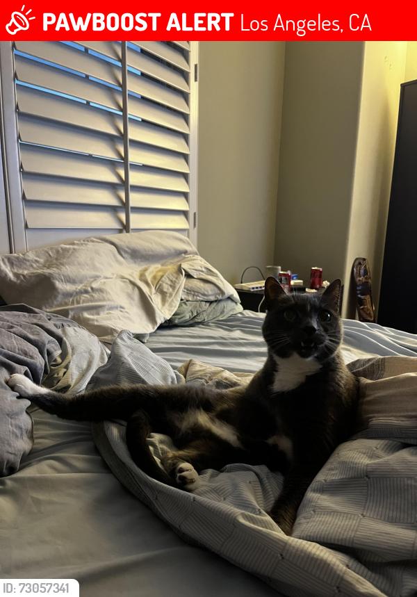 Lost Female Cat last seen Near via cellini, Los Angeles, CA 91326