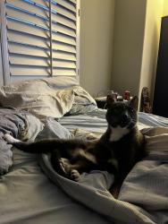 Lost Female Cat last seen Near via cellini, Los Angeles, CA 91326