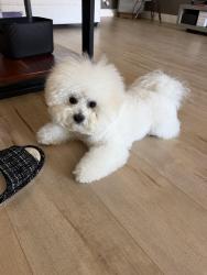 Lost Male Dog last seen Stratford Drive, San Jose, CA 95124