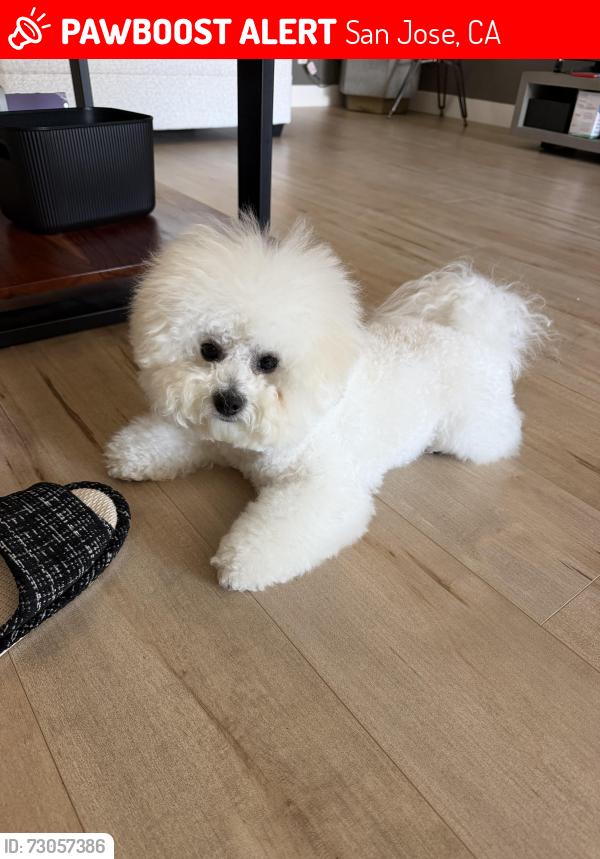 Lost Male Dog last seen Stratford Drive, San Jose, CA 95124