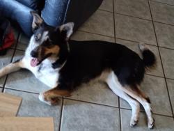 Found/Stray Female Dog last seen 87th ave & Camelback Rd, Glendale, AZ 85305