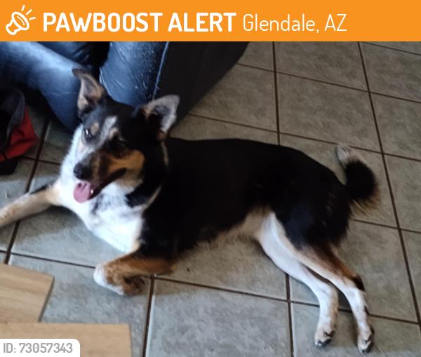 Found/Stray Female Dog last seen 87th ave & Camelback Rd, Glendale, AZ 85305
