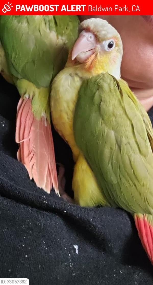 Lost Unknown Bird last seen Bess ave, Baldwin Park, CA 91706