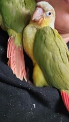 Lost Unknown Bird last seen Bess ave, Baldwin Park, CA 91706