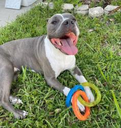 Reunited Male Dog last seen Near columbia, Tampa, FL 33606