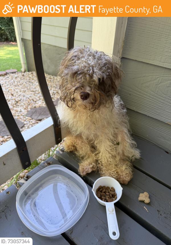 Found/Stray Female Dog last seen Hilo, Fayette County, GA 30215