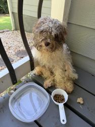 Found/Stray Female Dog last seen Hilo, Fayette County, GA 30215