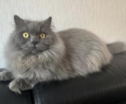 Lost Male Cat last seen Asda Skelmersdale, Birch Green, England WN8