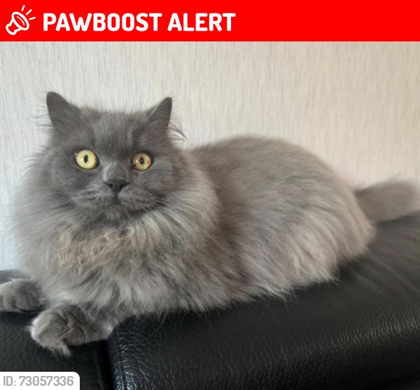 Lost Male Cat last seen Asda Skelmersdale, Birch Green, England WN8