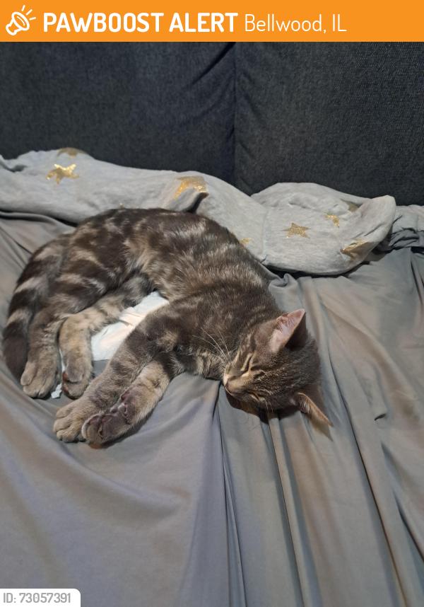 Found/Stray Female Cat last seen Mannheim, Butterfield, Bellwood, IL 60104