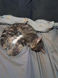 Found/Stray Female Cat last seen Mannheim, Butterfield, Bellwood, IL 60104